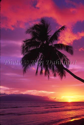 Silhouette of palm tree at sunset with Island of Lanai in distance. Maui, Hawaii Photo - Hawaiipictures.com