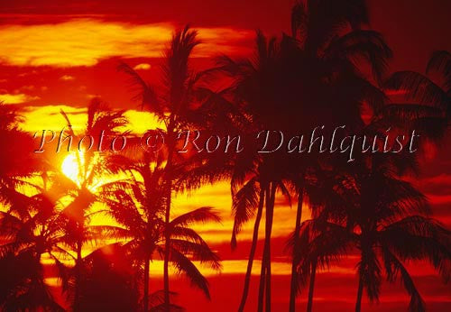 Silhouette of palm trees at sunset. Maui, Hawaii - Hawaiipictures.com