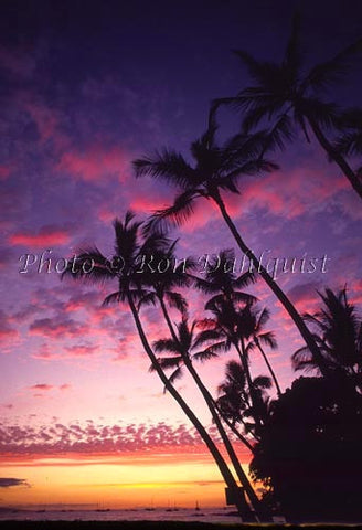 Palm trees at sunset, Lahaina, Maui, Hawaii - Hawaiipictures.com
