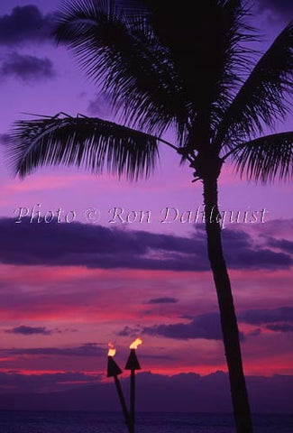 Silhouette of palm tree at sunset. Maui, Hawaii Photo - Hawaiipictures.com