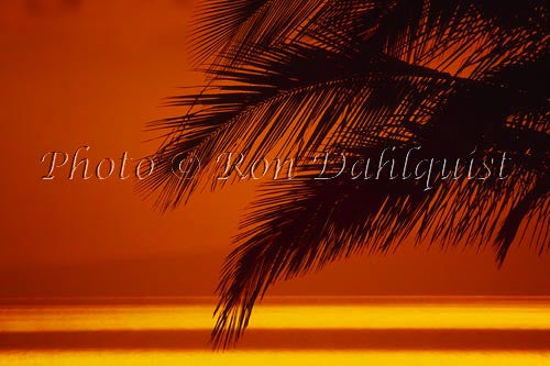 Silhouette of palm frond at sunset, Maui, Hawaii Photo - Hawaiipictures.com