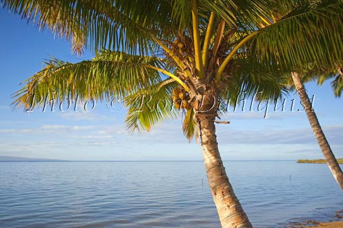 Palm trees along the beach, Molokai, Hawaii - Hawaiipictures.com