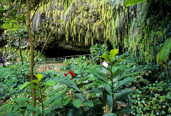 Fern Grotto - Hawaiipictures.com