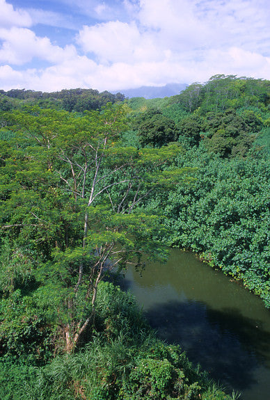Kalihiwai Jungle River - Hawaiipictures.com