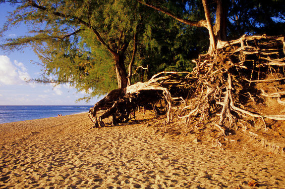 Ke'e Beach Tree - Hawaiipictures.com