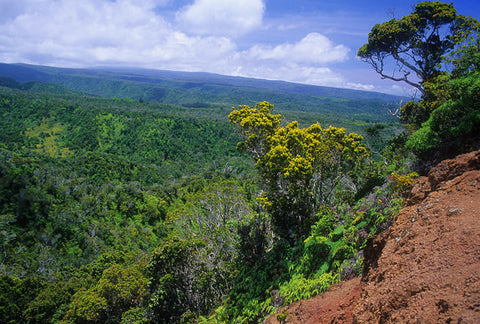 Koke'e Forest - Hawaiipictures.com