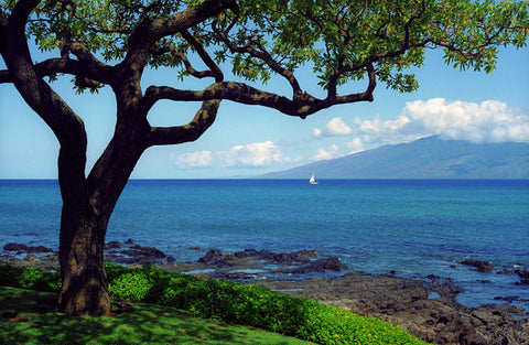 Napili Maui Tree - Hawaiipictures.com