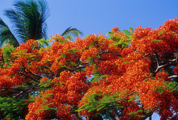 Poinciana Tree Kauai Hawaii - Hawaiipictures.com