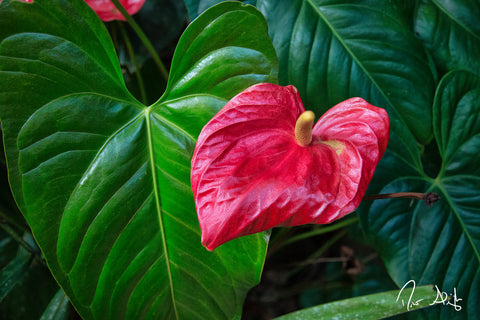 Kauai Anthurium - Hawaiipictures.com