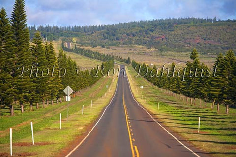 Cook Island Pines line the highway to Lanai City, Lanai, Hawaii Picture - Hawaiipictures.com