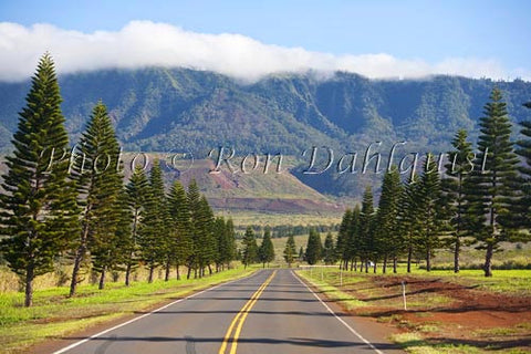 Cook Island Pines line the highway to Lanai City, Lanai, Hawaii - Hawaiipictures.com