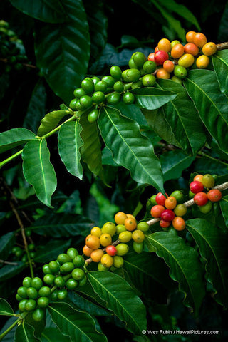 Kona Coffee Beans On Two Branches - Hawaiipictures.com