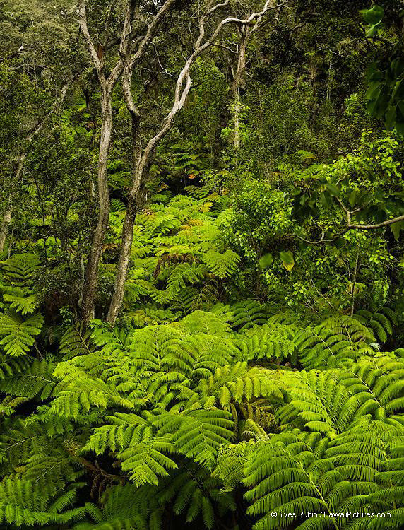 Fern Forest Big Island - Hawaiipictures.com