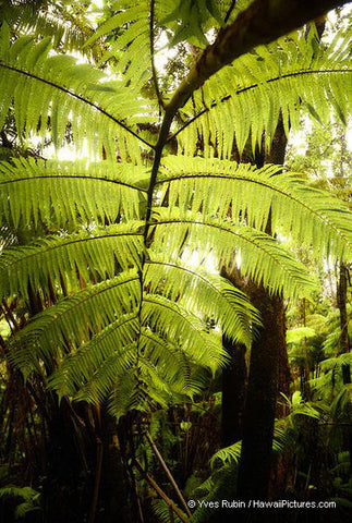 Fern Tree Big Island - Hawaiipictures.com