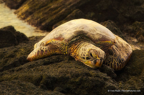 Green Sea Turtle Big Island of Hawaii - Hawaiipictures.com