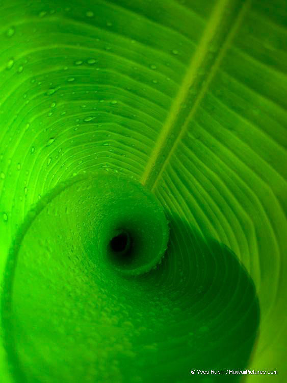 Heliconia Leaf Unrolling - Hawaiipictures.com