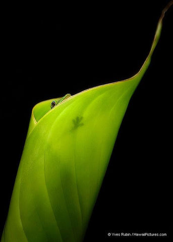 Gecko Peeking Out Of Banana Leaf - Hawaiipictures.com