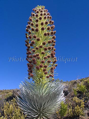 Silversword plant on slopes of Haleakala National Park, Maui, Hawaii - Hawaiipictures.com