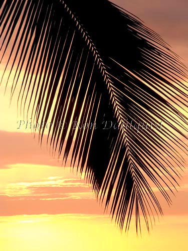 Silhouette of palm frond at sunset, Maui, Hawaii - Hawaiipictures.com