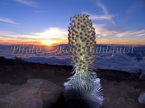 Silversword at sunset, Haleakala, Maui, Hawaii - Hawaiipictures.com