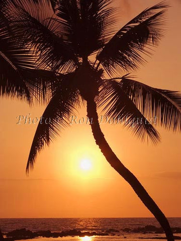 Silhouette of palm tree at sunset. Maui, Hawaii Picture - Hawaiipictures.com