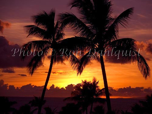 Sunset with palm tree silhouette, Maui, Hawaii - Hawaiipictures.com