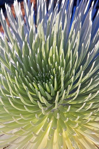 Silversword plant, Haleakala National Park, Maui, Hawaii - Hawaiipictures.com