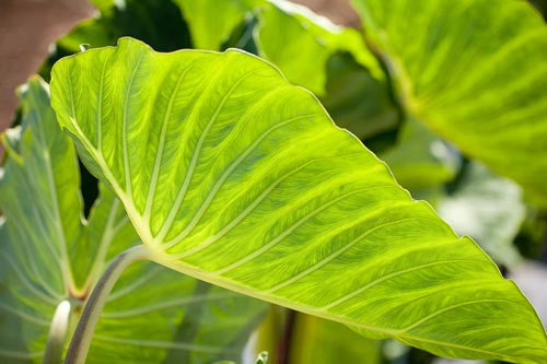 Close-up of Taro leaf, Hawaii Picture - Hawaiipictures.com