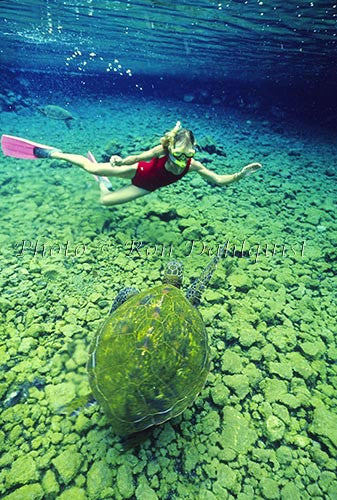 Snorkeling with Green Sea Turtle, Hawaii - Hawaiipictures.com