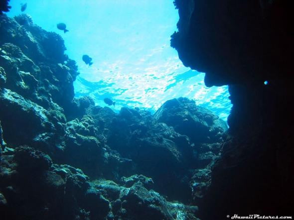 Underwater Picture - Hawaiipictures.com