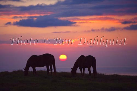 Upcountry Maui sunset with horses grazing in foreground, Hawaii - Hawaiipictures.com