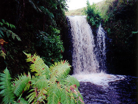 Waimea Waterfall Picture - Hawaiipictures.com