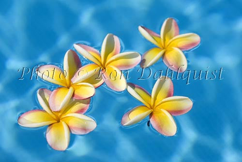 Yellow Plumerias floating in turquoise, pool water. Hawaii - Hawaiipictures.com