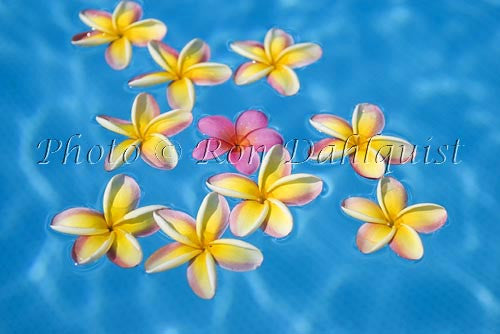 Yellow and pink Plumerias floating in turquoise, pool water. Hawaii Picture - Hawaiipictures.com