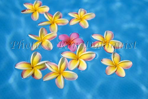 Yellow and pink Plumerias floating in turquoise, pool water. Hawaii Picture - Hawaiipictures.com