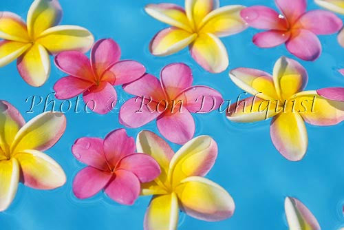 Yellow and pink Plumerias floating in turquoise, pool water. Hawaii - Hawaiipictures.com