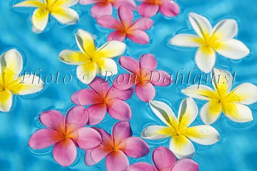 Yellow and pink Plumerias floating in turquoise, pool water. Hawaii Picture Photo - Hawaiipictures.com
