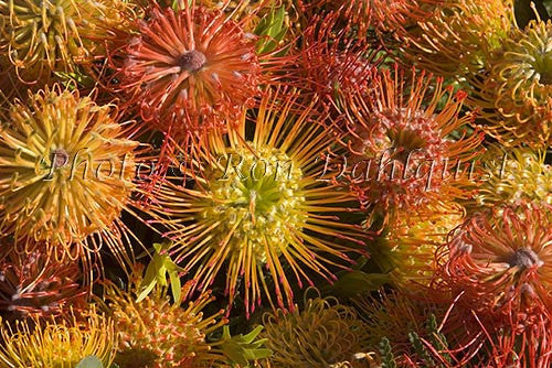 Leucospermum Pin Cushion protea blossoms, located in Kula, Upcountry Maui, Hawaii Picture - Hawaiipictures.com