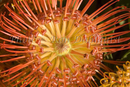 Leucospermum, Pin Cushion Protea blossoms, Kula, located Upcountry Maui, Hawaii Picture - Hawaiipictures.com