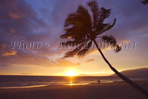 Sunset in Kihei with palm tree silhouette, Maui, Hawaii - Hawaiipictures.com