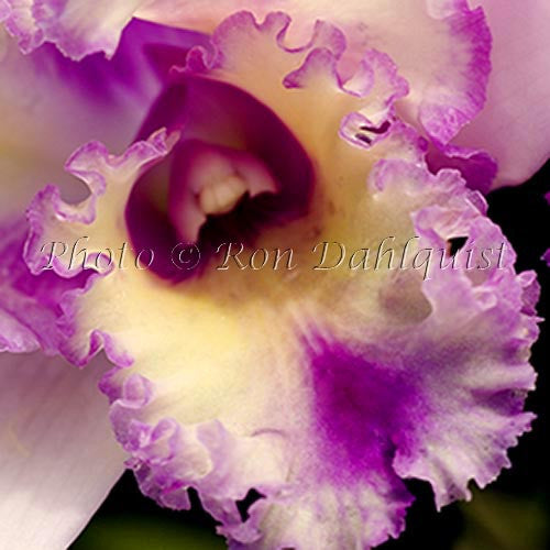 Close-up Cattleya orchid, Blc. 'Hawaiian Deliverance', Maui, Hawaii - Hawaiipictures.com