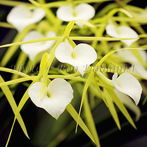 B. 'LIttle Stars' orchid, Maui, Hawaii - Hawaiipictures.com