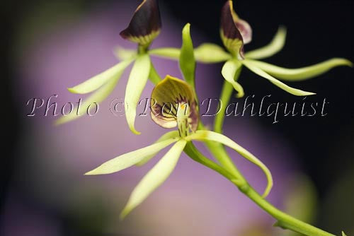 Encylia cochleata orchid, Maui, Hawaii Photo - Hawaiipictures.com