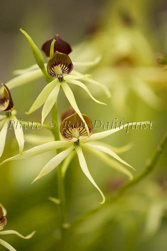 Encylia cochleata orchid, Maui, Hawaii Picture - Hawaiipictures.com