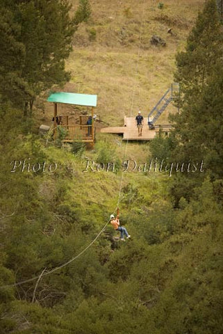 Zipline at Skyline Eco-Adventures, Upcountry Maui, Hawaii Picture Photo - Hawaiipictures.com